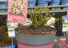 De doornloze roos van Arie Bouman Tuinplanten.